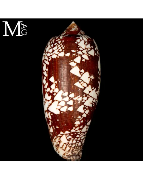 Conus Aulicus f. Propenudus.